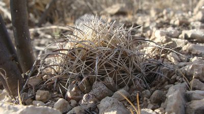 Coryphantha kracikii, photographed by Alejandro Sigala Chávez
