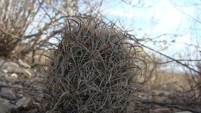 Coryphantha kracikii, photographed by Alejandro Sigala Chávez