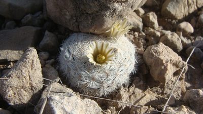 Mammillaria lasiacantha, photographed by Alejandro Sigala Chávez