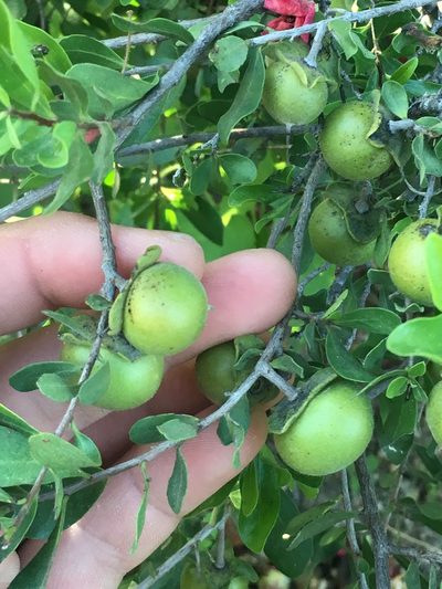 Diospyros intricata, photographed by Adam J. Searcy