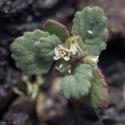 Phacelia neglecta, photographed by Ken-ichi Ueda