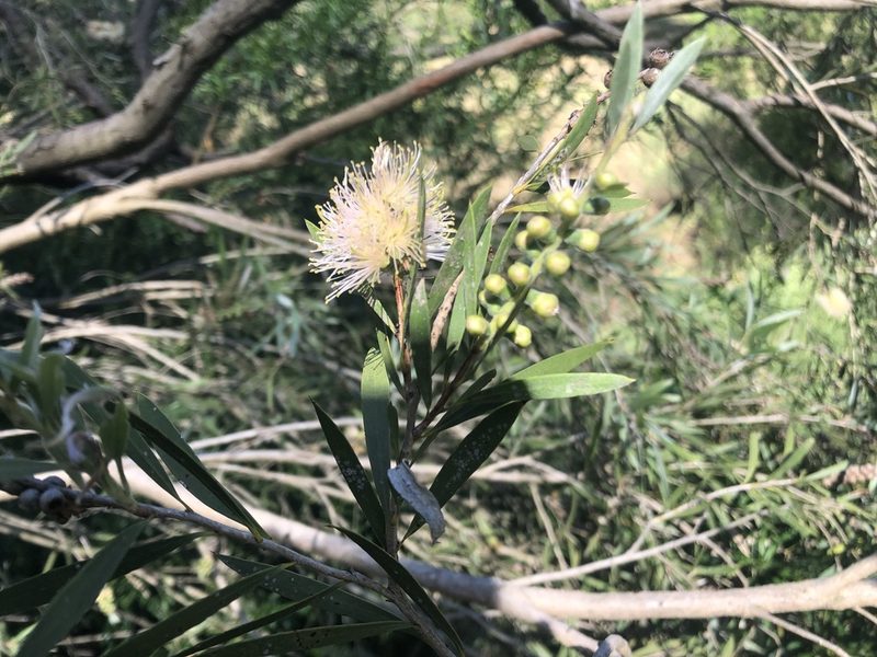 Melaleuca paludicola, photographed by ROY