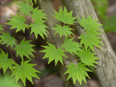 Acer sieboldianum, photographed by Timur Kalininsky