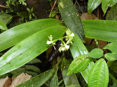 Prosthechea crassilabia, photographed by Kai Squires