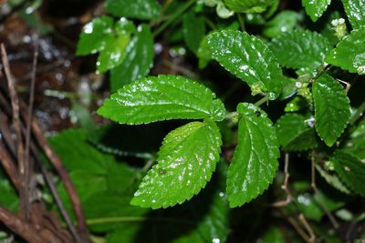 Elatostema stipitatum, photographed by Greg Tasney
