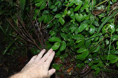 Elatostema stipitatum, photographed by Greg Tasney