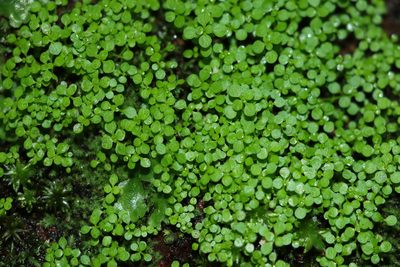 Callitriche muelleri, photographed by Greg Tasney