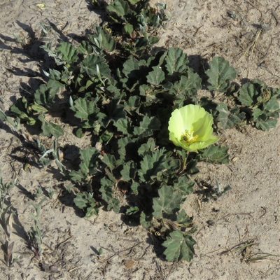 Cienfuegosia sulphurea, photographed by Gustavo Puente
