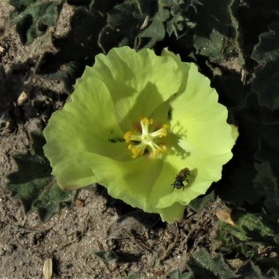 Cienfuegosia sulphurea, photographed by Gustavo Puente