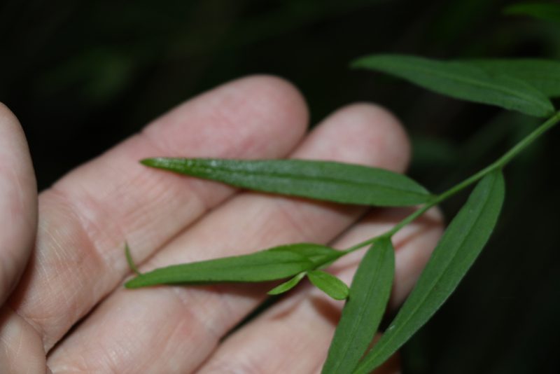 Ozothamnus vagans, photographed by Greg Tasney