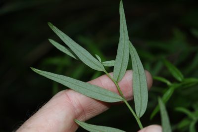 Ozothamnus vagans, photographed by Greg Tasney