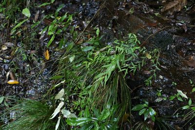 Ozothamnus vagans, photographed by Greg Tasney