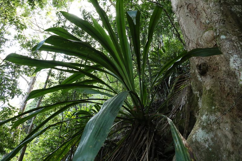 Doryanthes palmeri, photographed by Greg Tasney