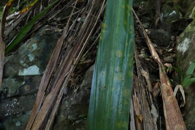 Doryanthes palmeri, photographed by Greg Tasney