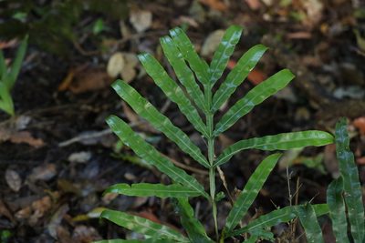 Pteris umbrosa, photographed by Greg Tasney