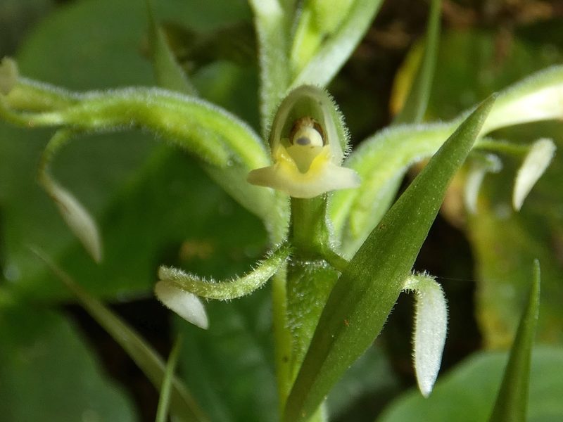 Pelexia funckiana, photographed by Kai Squires