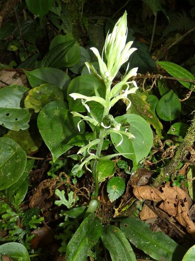 Pelexia funckiana, photographed by Kai Squires