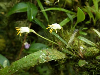 Masdevallia chontalensis, photographed by Kai Squires
