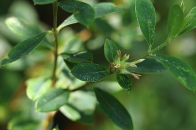 Pimelea gigandra, photographed by Greg Tasney