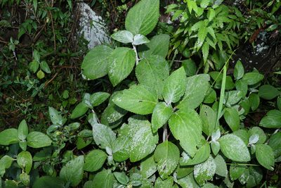 Coleus argentatus, photographed by Greg Tasney
