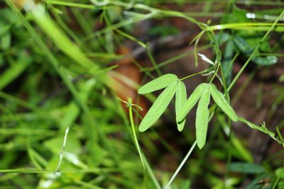 Glycine microphylla, photographed by Greg Tasney