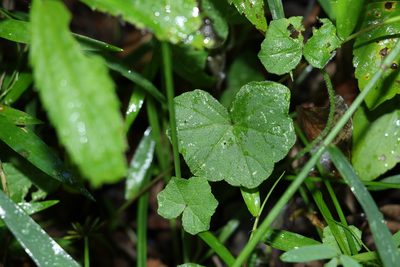 Hydrocotyle hirta, photographed by Greg Tasney