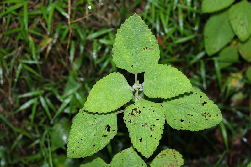 Coleus suaveolens, photographed by Greg Tasney