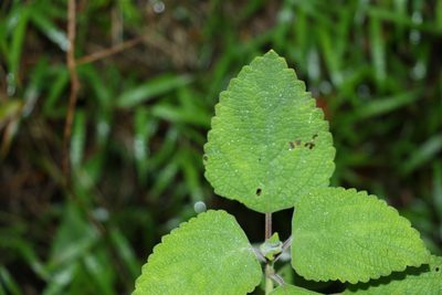 Coleus suaveolens, photographed by Greg Tasney