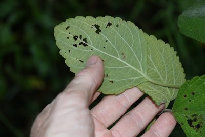 Coleus suaveolens, photographed by Greg Tasney