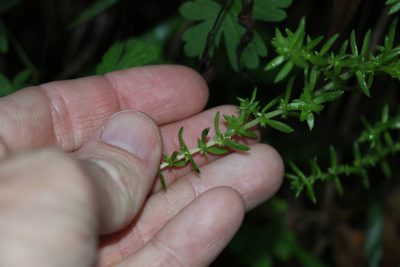 Crassula sieberiana, photographed by Greg Tasney
