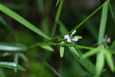Glycine microphylla, photographed by Greg Tasney