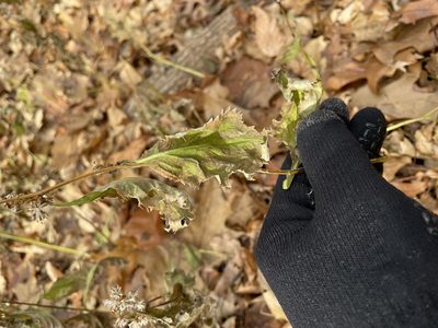 Solidago flexicaulis, photographed by Max Miley