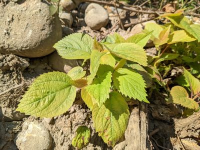 Boehmeria nivea, photographed by Mori Chen