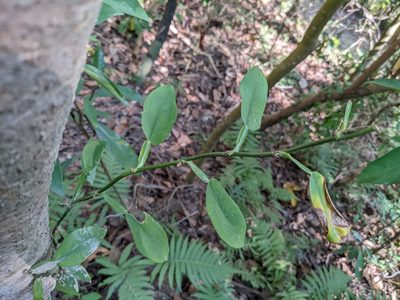 Pothos chinensis, photographed by Mori Chen