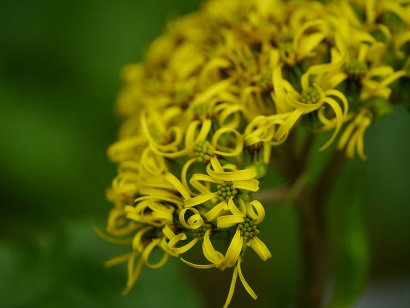 Ligularia amplexicaulis, photographed by Dinesh Valke