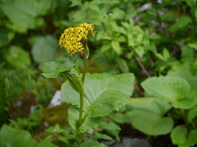 Ligularia amplexicaulis, photographed by Dinesh Valke