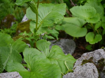 Ligularia amplexicaulis, photographed by Dinesh Valke