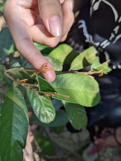 Fissistigma oldhamii, photographed by Mori Chen