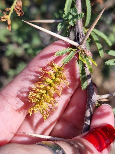 Strombocarpa torquata, photographed by Sol Quipildor