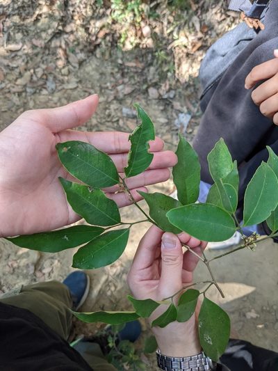 Glycosmis parviflora, photographed by Mori Chen