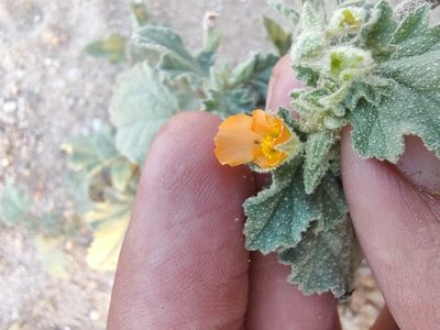 Sphaeralcea coulteri, photographed by Abraham Sánchez Romero