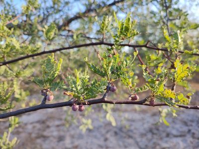 Bursera microphylla, photographed by Abraham Sánchez Romero
