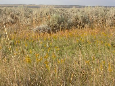 Solidago missouriensis, photographed by Matt Lavin