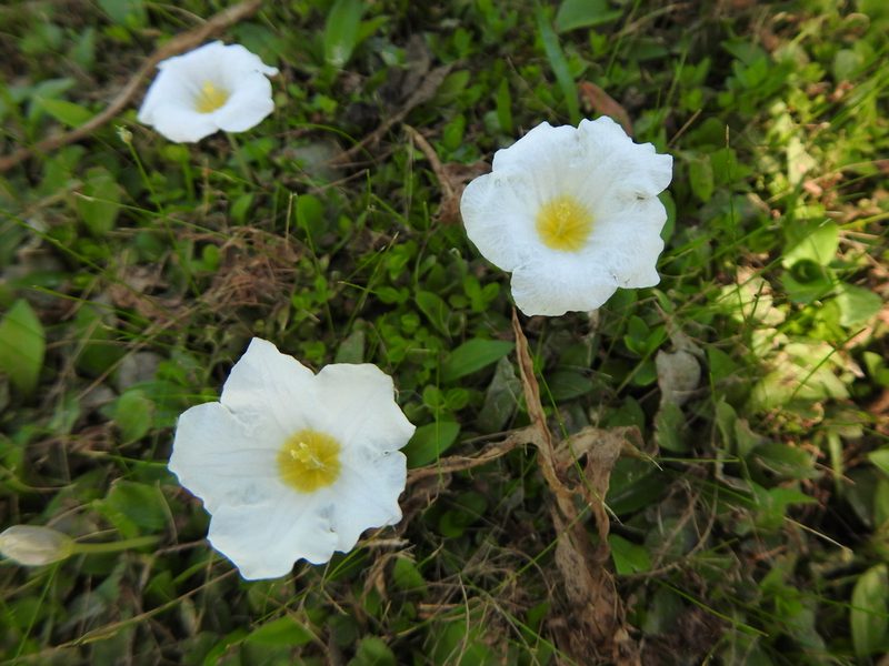 Nierembergia rivularis, photographed by Leonel Roget