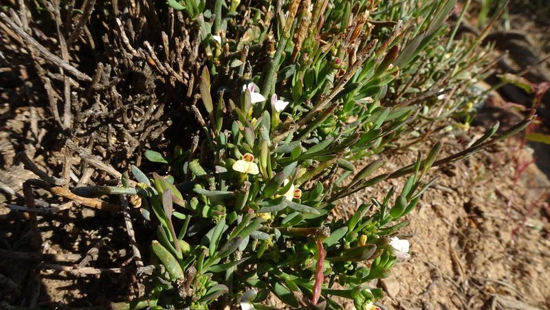 Muraltia muraltioides, photographed by Paul Emms