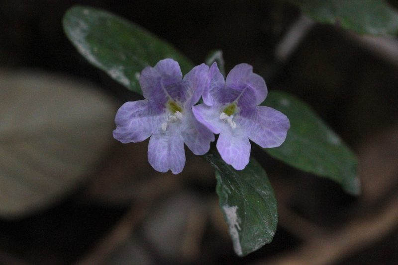 Strobilanthes tetrasperma, photographed by Agnes Trekker