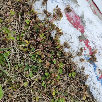 Trifolium glomeratum, photographed by Jenny Saito