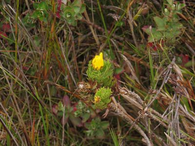 Ursinia caledonica, photographed by Jeremy Gilmore