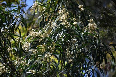 Acacia implexa, photographed by Thomas Mesaglio