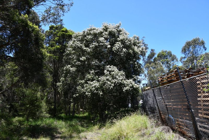 Melaleuca styphelioides, photographed by Thomas Mesaglio